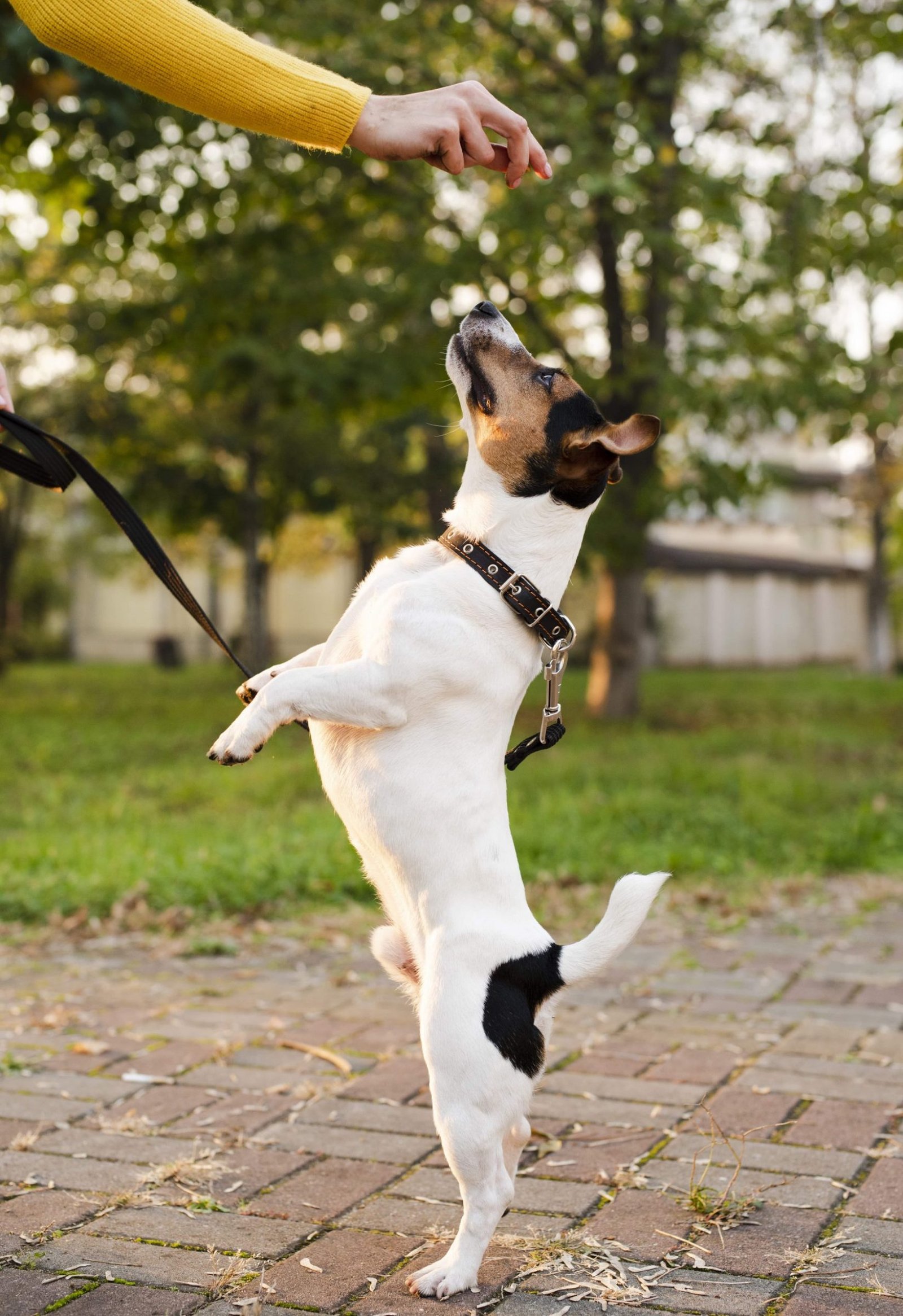 portrait-cute-little-dog-playing-min